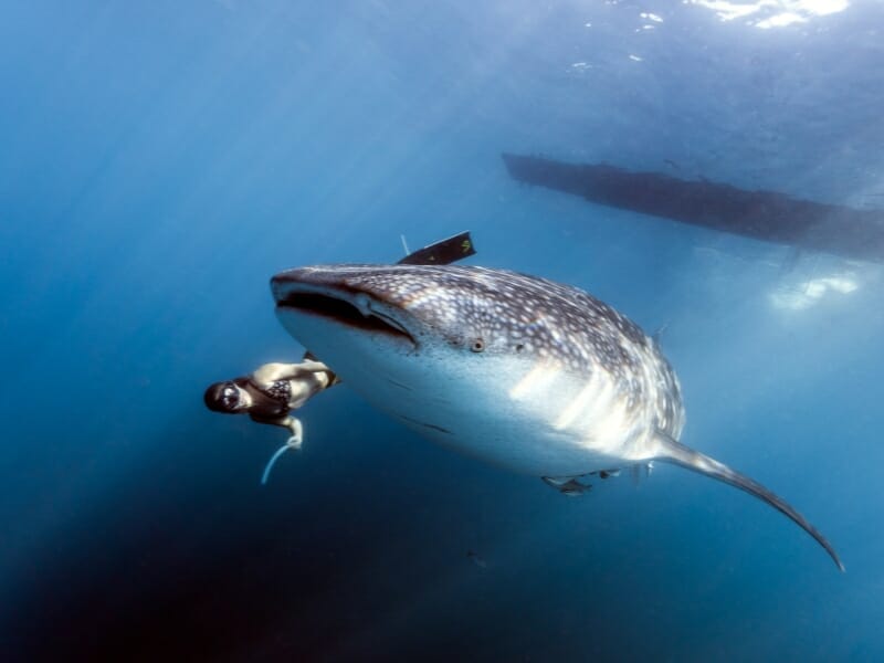 woman swimming with whale sharks