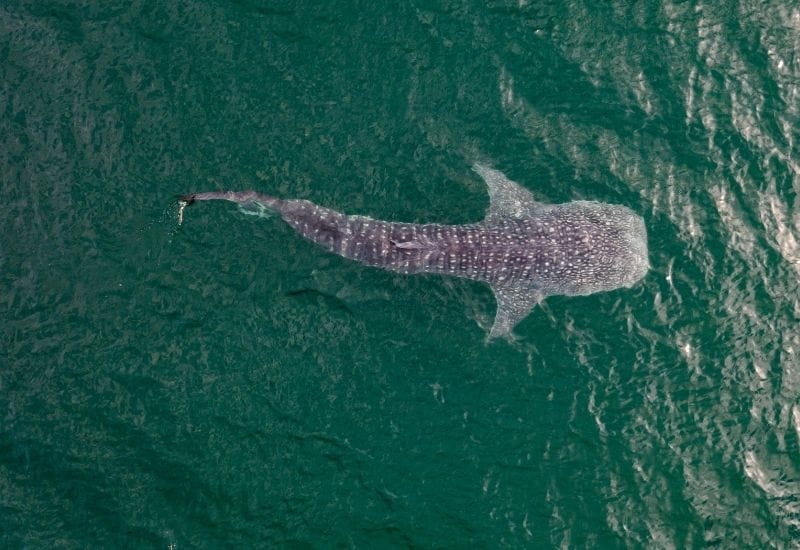 Whale Shark swimming in the sea