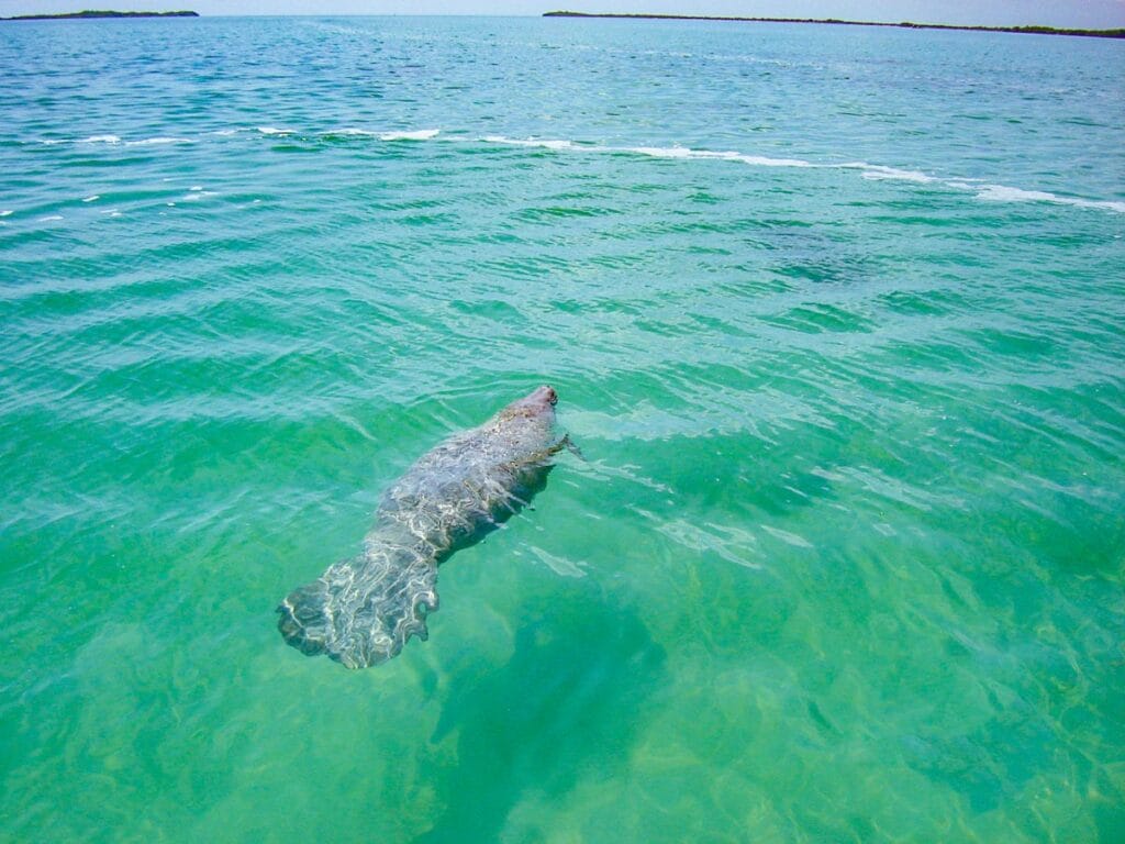 A Manatee in Sian Kaan
