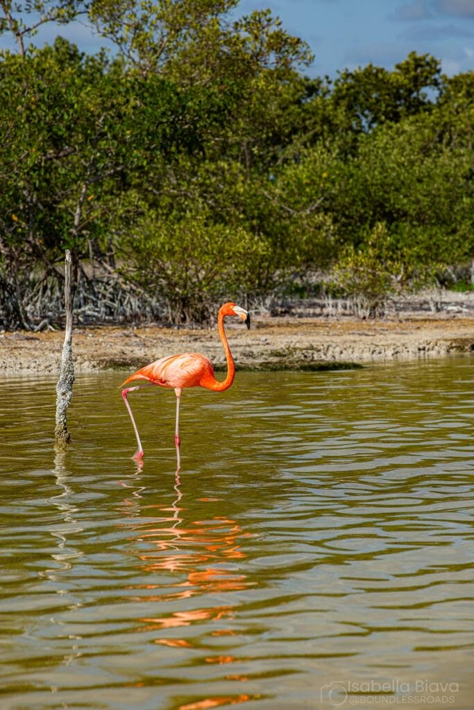 Flamingoes in  Rio Lagartos