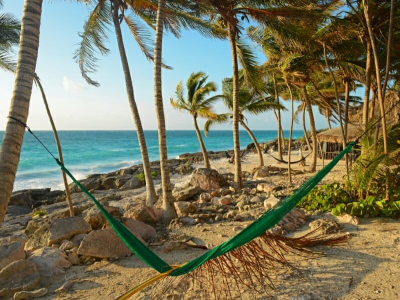 palm trees Tulum Mexico