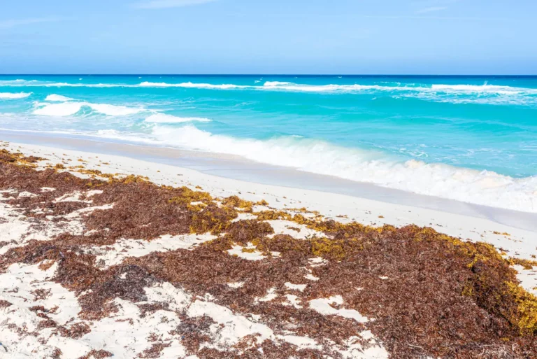 The Truth About Seaweed in Cancun And The Riviera Maya and How to Avoid It Like a Pro