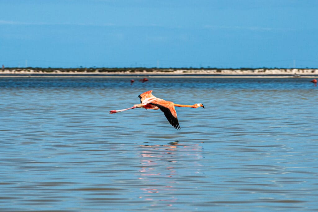 A flamingo gracefully flies over a calm, expansive body of water, with a distant shoreline beneath a clear blue sky.
