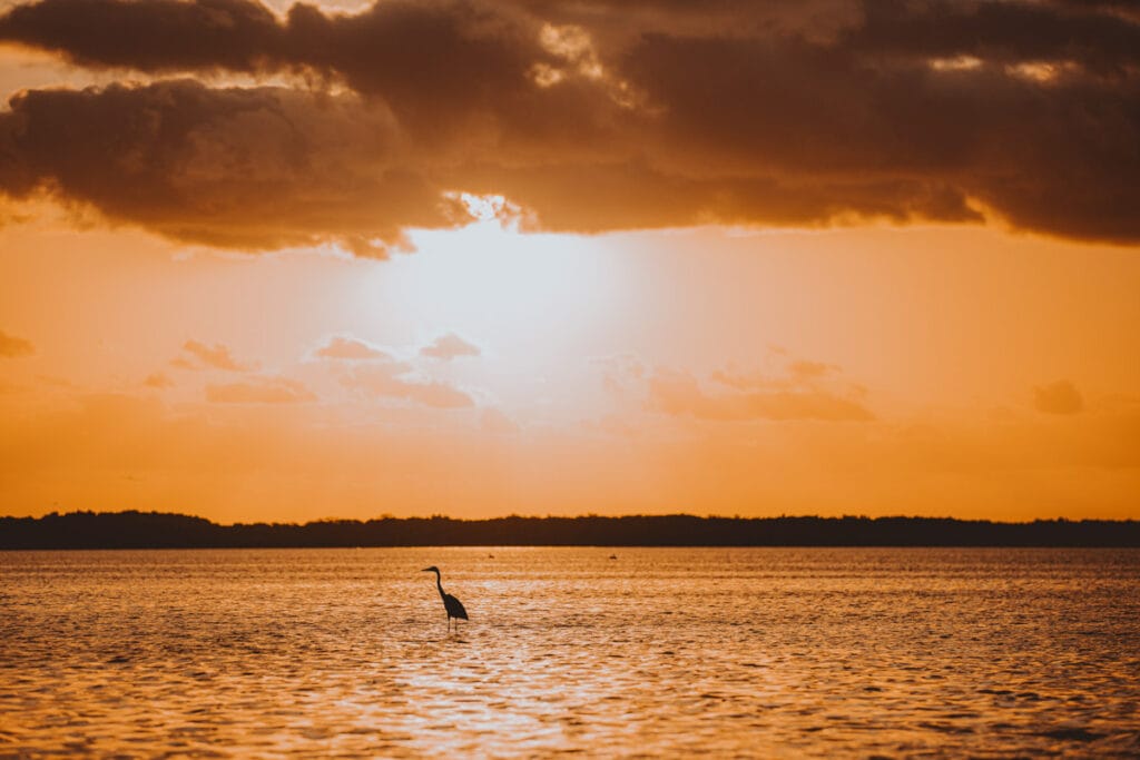 A heron stands in calm water during a vibrant orange sunset, with dramatic clouds above and a distant tree line on the horizon.