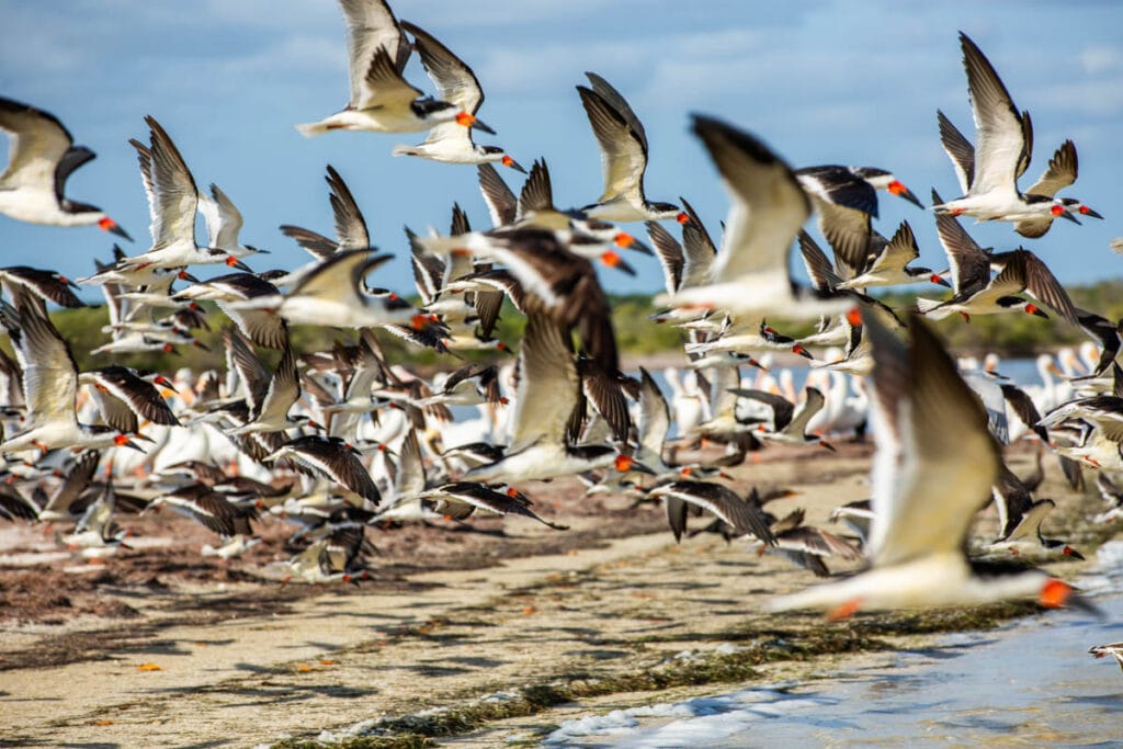 Flock of birds with black and white feathers and orange beaks flying over a sandy beach, with greenery and clouds in the background.