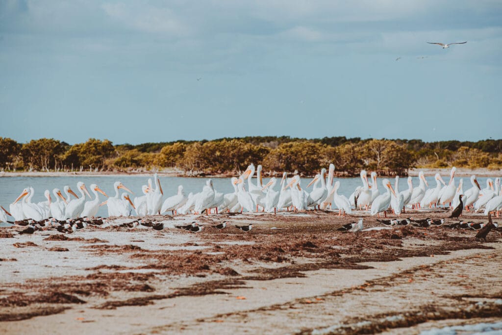 A flock of white pelicans gathers on a sandy shore near water, with trees in the background and a few birds flying above.
