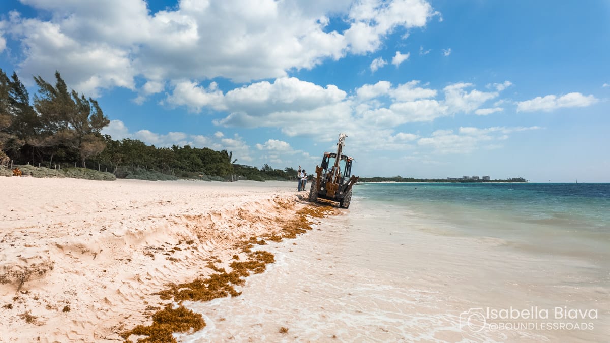 A tractor removes seaweed on a sunny beach with a person nearby. Trees and clouds provide a scenic backdrop under a clear blue sky.