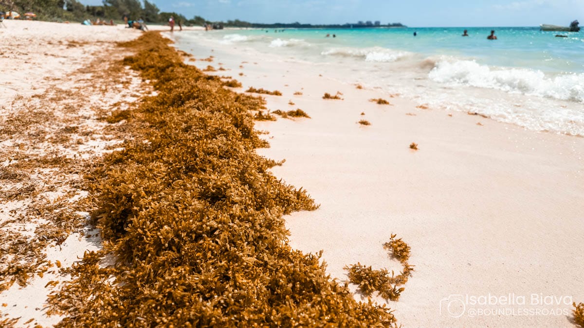 Sargassum seaweed stretches along a sandy beach. People enjoy the clear blue water in the background. The sky is clear and sunny.