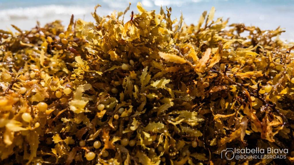 Close-up of seaweed on a sunny beach with ocean waves in the background, capturing the vibrant textures and colors of the natural setting.