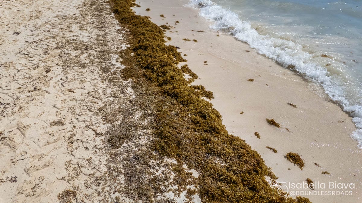 Sargassum seaweed covers a sandy beach alongside gentle ocean waves. No people or landmarks are visible in the serene coastal scene.