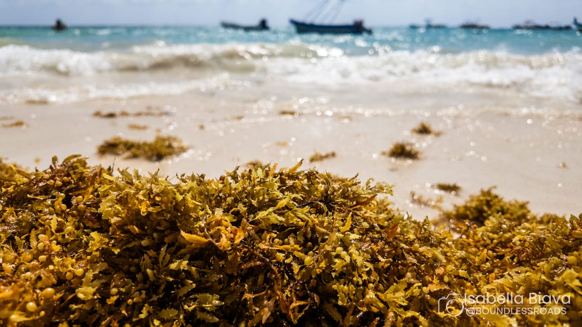 Seaweed-covered beach with gentle waves lapping the shore. Boats are visible in the distance under a bright, clear sky.