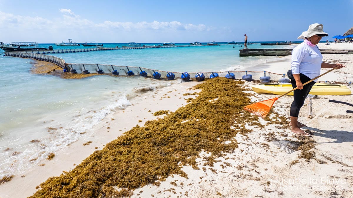 A person rakes seaweed on a sunny beach with clear blue water, boats in the distance, and a floating barrier nearby.