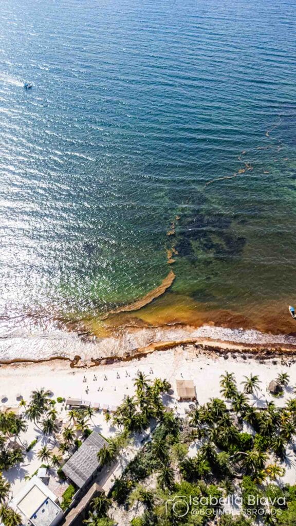 Aerial view of a beach with palm trees, people, and sun loungers along the shoreline, facing clear blue water and patches of seaweed.