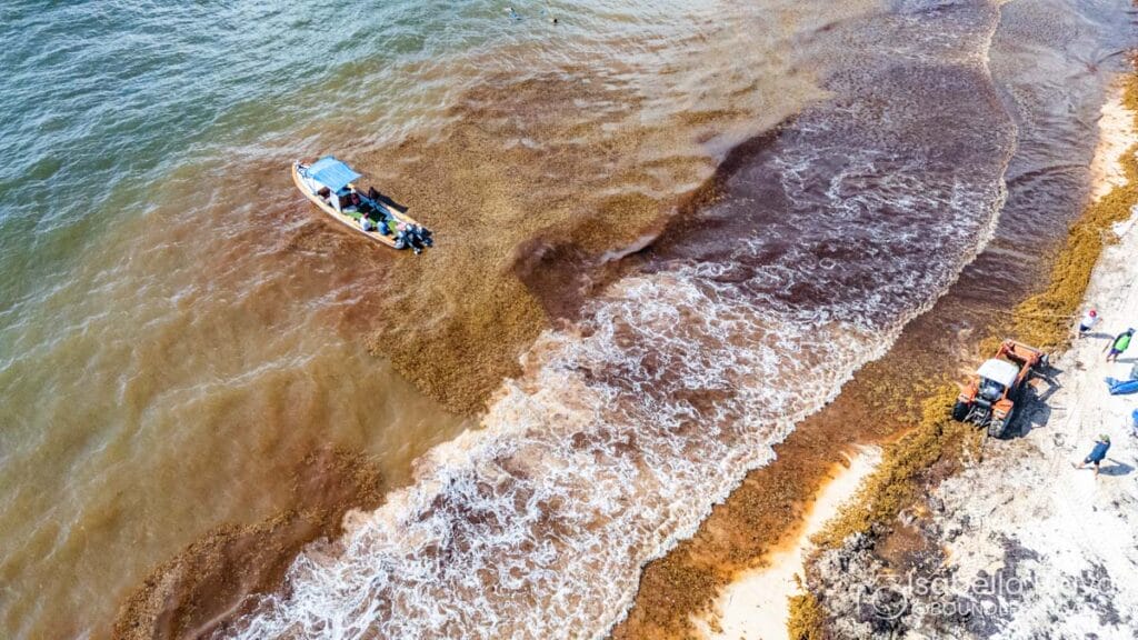 A small boat near a beach covered with brown seaweed. A tractor and person work along the shoreline, clearing debris.