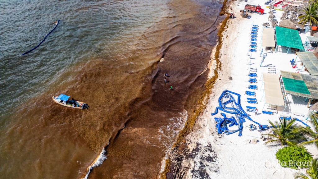 Aerial view of a sandy beach with deck chairs, people near shoreline, and a small boat in the water. Sargassum accumulation visible.
