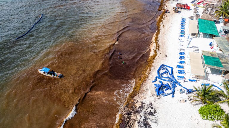 Aerial view of a sandy beach with deck chairs, people near shoreline, and a small boat in the water. Sargassum accumulation visible.