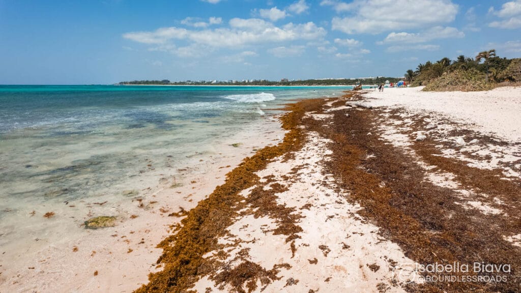 Beach with seaweed and turquoise ocean waves.