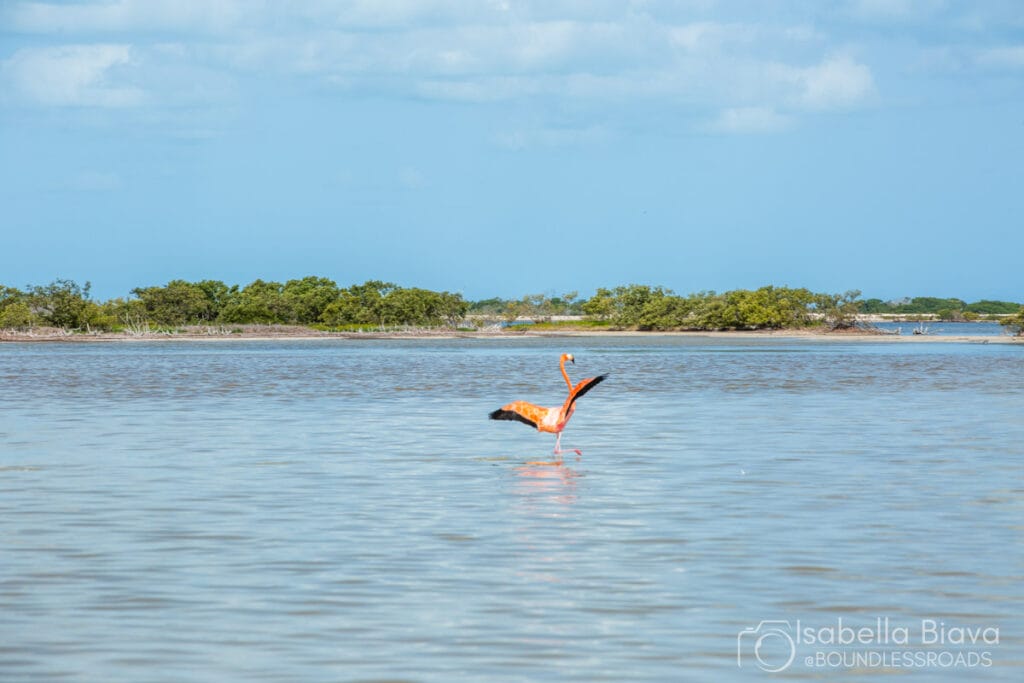 Flamingo standing in calm water